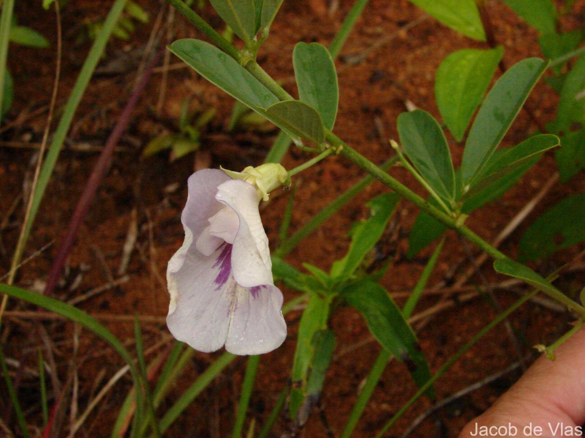 Clitoria laurifolia Poir.